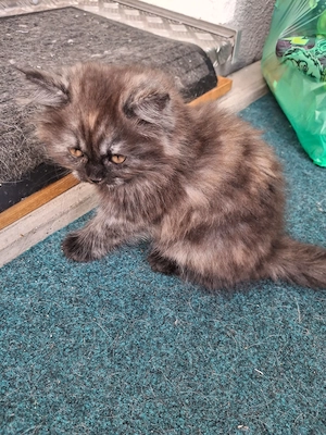 Britisch Langhaar Kitten Emma sucht ein neues Für-Immer-Zuhause