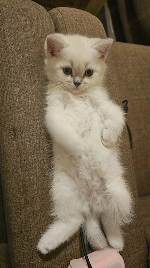 Wunderschöne BKH Kitten (Britisch Kurzhaar)   Reservierung möglich!