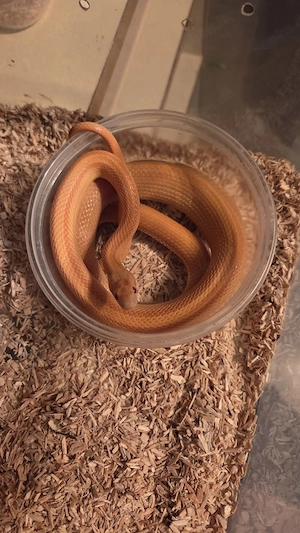 Kornnatter (Pantherophis guttatus) Bild 8