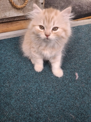 Britisch Langhaar Kittenkater sucht ein neues Für-Immer-Zuhause