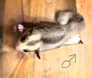 Sugar glider abzugeben 