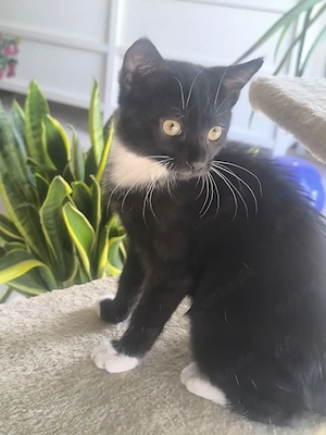 Katzenbaby weiblich