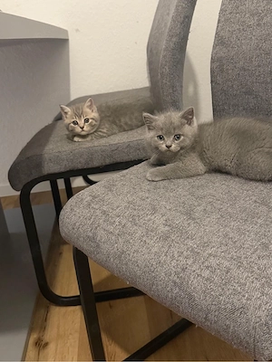 2 Süße BKH Kitten     