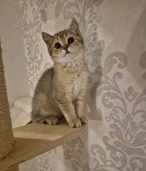 BKH kitten Golden Shaded 