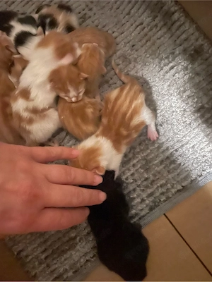 rothaarige, Arabische Mau Babykatzen