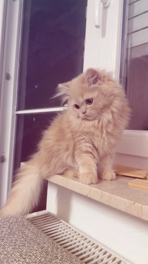 babykatze Rassenkatze Bild 3