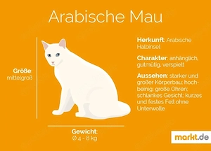 rothaarige, Arabische Mau Babykatzen