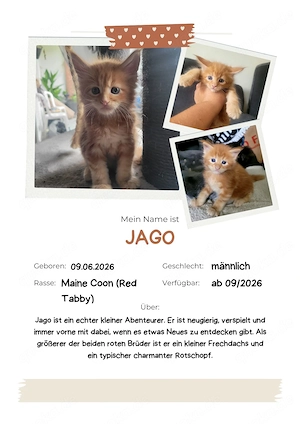 Unsere kleinen Maine-Coon-Schätze suchen ihr Zuhause Bild 2
