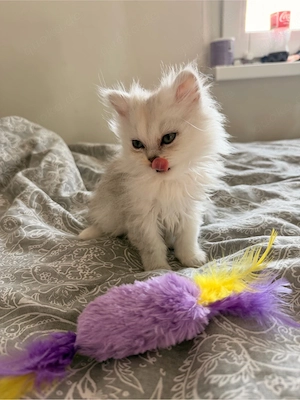 vier bezaubernde perser kitten 