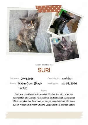 Unsere kleinen Maine-Coon-Schätze suchen ihr Zuhause Bild 6