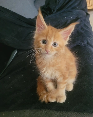 Unsere kleinen Maine-Coon-Schätze suchen ihr Zuhause