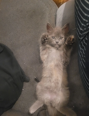 Unsere kleinen Maine-Coon-Schätze suchen ihr Zuhause Bild 3