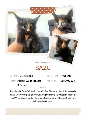 Unsere kleinen Maine-Coon-Schätze suchen ihr Zuhause Bild 7