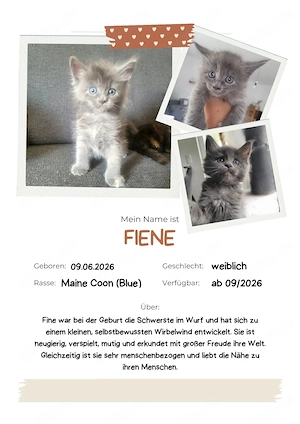 Unsere kleinen Maine-Coon-Schätze suchen ihr Zuhause Bild 4