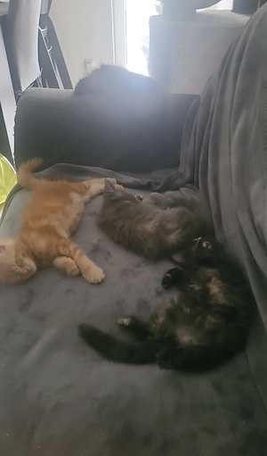 Unsere kleinen Maine-Coon-Schätze suchen ihr Zuhause Bild 8