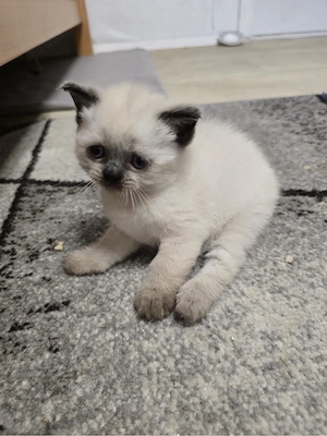 ein süße klein katze 