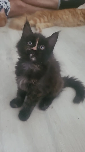 Unsere kleinen Maine-Coon-Schätze suchen ihr Zuhause Bild 5