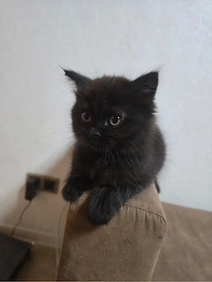 ein schön liebe katze   