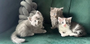 3 Katzenbabys Perser Britischkurzhaarmix