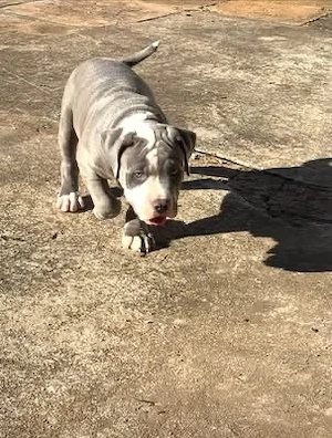 Blue-Nose-Pitbull-Welpen zu verkaufen