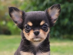 Kleine Typvolle Langhaar Chihuahua Hündin mit Ahnentafel 