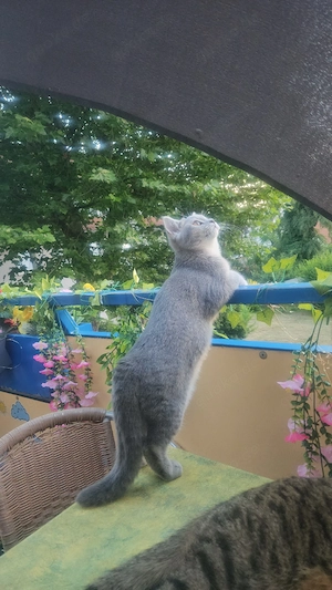Bkh graue katze 