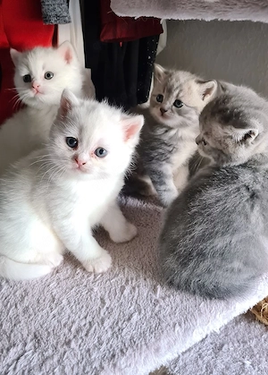 BKH Kitten sofort abgabebereit 