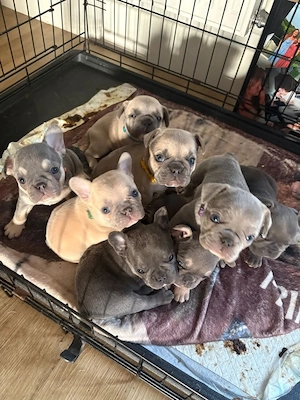 Französische Bulldogge sucht ein liebevolles Zuhause 