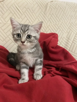 Bkh  Kitten von odded eyed Mutter 