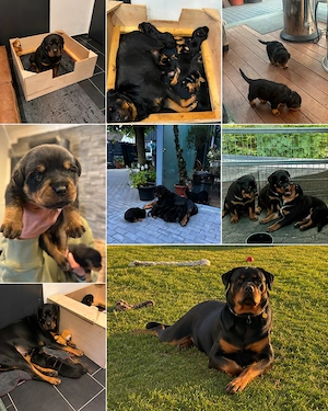 Rottweiler Welpen Reinrassig 