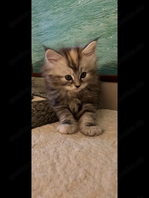 Berenice die Siegreiche ein tolles Main Coon Mädchen mit Stammbaum 