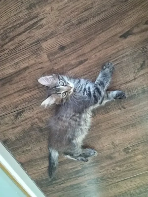 Xxl Maine Coon Jungs