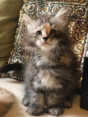 Benita die Flotte ein süßes Maine Coon Mädel mit Stammbaum 