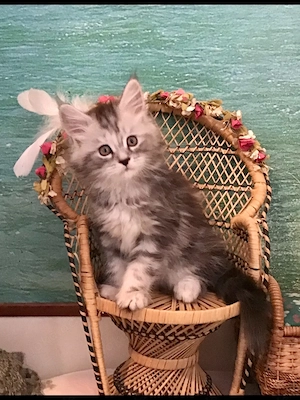 Belinda die sanfte Schöne ein tolles Maine Coon Mödchen mit Stammbaum 