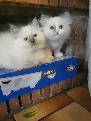 Süsse Ragdoll Kitten 