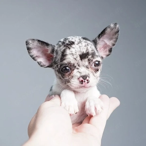    Chihuahua-Welpen  