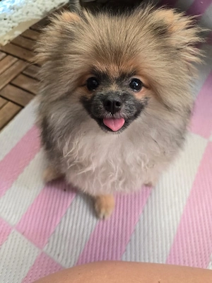 Pomerania  Bild 1
