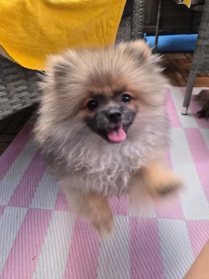 Pomerania  Bild 3