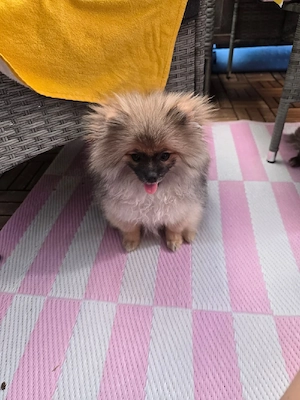 Pomerania  Bild 4