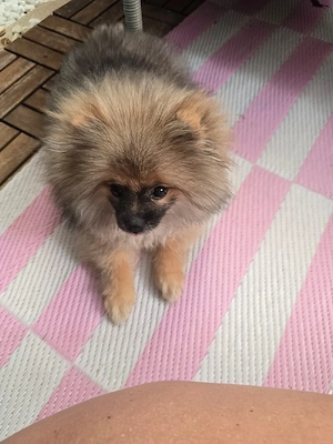 Pomerania  Bild 2
