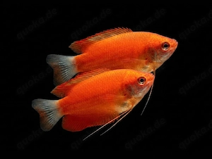 Roter Honiggurami Trichogaster chuna