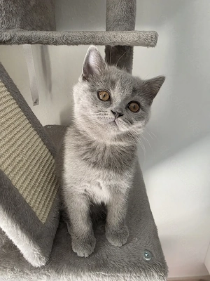 Britisch Kurzhaar Kitten
