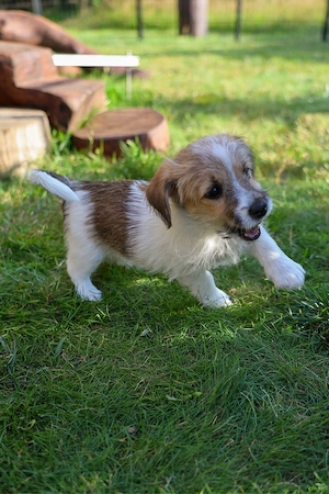abgabebereite Gartenhelferin Jack Russell Rauhaar mit Titer Gutachten