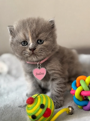 Kitten aus dem Zucht  Bild 4