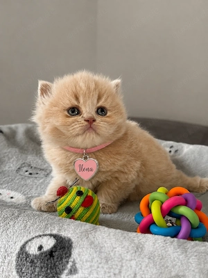 Kitten aus dem Zucht  Bild 3