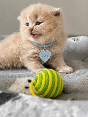 Kitten aus dem Zucht  Bild 2