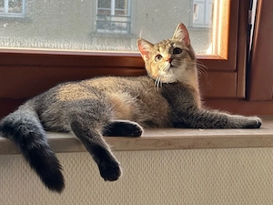 BKH-Katze Sophie (Black Golden) sucht ein liebevolles Zuhause