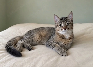 BKH-Katze Sophie (Black Golden) sucht ein liebevolles Zuhause