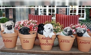 Mops Welpen 