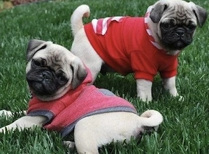 Mops Welpen 
